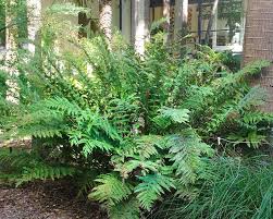 Image result for Todea