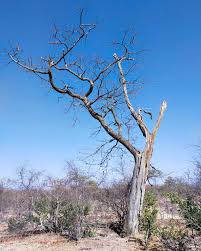 Image result for Nuxia oppositifolia