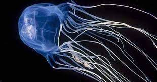 اكثر 10 حيوانات سامة في العالم deadly animals dangerous fish dangerous animals