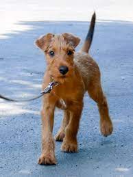 Irish Pup Irish Dog Dog Breeds Irish Terrier