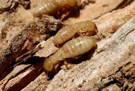 Check spelling or type a new query. How To Get Rid Of Termites Top 10 Home Remedies Termites Get Rid Of Termites Termite Control