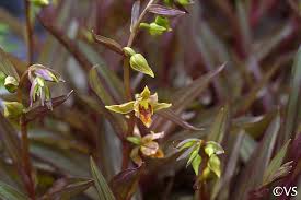 Maybe you would like to learn more about one of these? Epipactis Gigantea Serpentine Night California Flora Nursery