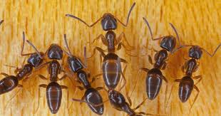 If you see small black ants in your kitchen, don't panic! How To Stop Odorous House Ant Infestations Gardener S Path