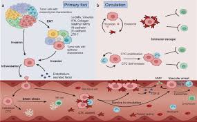 New insights into the correlations between circulating tumor cells and  target organ metastasis | Signal Transduction and Targeted Therapy