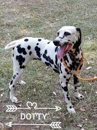 It's most popular use in the early days was for carriage. Akc Registered Dalmatians Purebred Dalmatian Puppies For Sale Dorothy S Perfect Pets