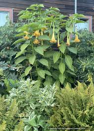 Image result for Brugmansia