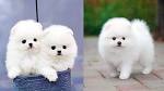Mini Pomeranian – Would You Love a Mini Version Of These ...
