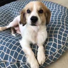 Maybe you would like to learn more about one of these? Dogs For Adoption Near Albuquerque Nm Petfinder