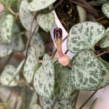 Image result for Ceropegia linearis