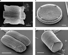 We did not find results for: Cell Wall Wikipedia