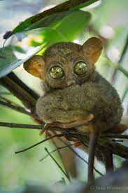 Tarsier Animals Beautiful Cute Animals Wild Animals Pictures