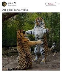 Haberneo Cok Sirin Hayvanlar Hayvanlar Kediler Ve Yavrulari