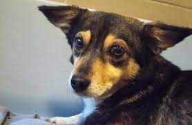 2 habe ich genau gelesen und erkenne ihn in allen einzelheiten an Schutzvertrag Tiere Download Skype
