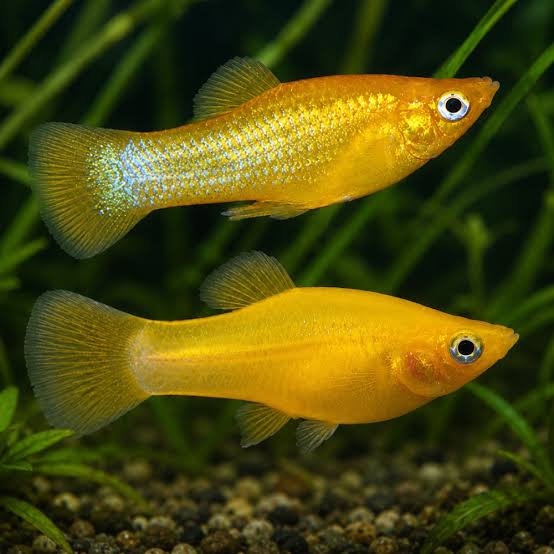LIVE FISH - Gold Nugget Mini Molly - 4cm Aquarium Central