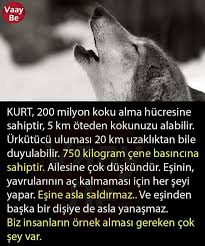 Senanur Cirak Adli Kullanicinin Ilginc Bilgiler Panosundaki Pin Bilgi Alintilari Gercekler Gizli Bilgi