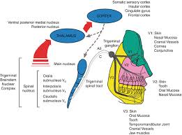 The spinothalamic tract, which crosses into the spinal cord. Trigeminal Brainstem Nuclear Complex Physiology Springerlink