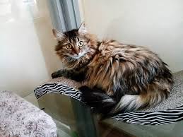 Model plan de afaceri completat. Hotel De Afaceri Hotel Pentru Animale De Companie Plan De Afaceri Pentru Animalele De Afaceri Pentru Animale Hotel Pentru Animale De Companie