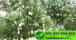 Required fields are marked *. Bibit Mangga Arum Manis Jual Bibit Pohon Dan Tanaman