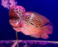 Pin Oleh Thaifh Com Di Flowerhorn Fish Www Flowerhornworld Com Binatang Ikan Akuarium