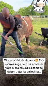 Historia de amor: la vaca ciega y su dueño