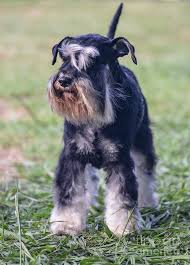• silver or platinum miniature schnauzer. Black And Silver Miniature Schnauzer 1 Photograph By Amir Paz