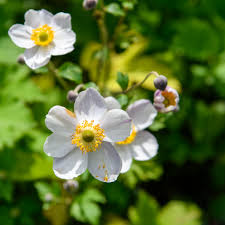 Image result for Anemone transvaalensis