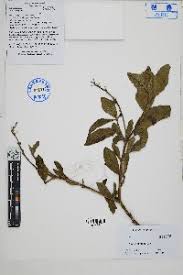 Image result for Croton longipedicellatus