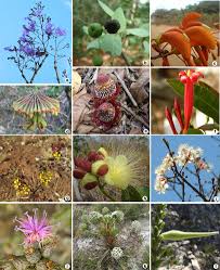 Image result for Aeschynomene multicaulis