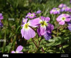 Image result for Malcolmia maritima