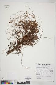 Image result for Cuscuta abyssinica