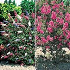 Rispenhortensie (hydrangea paniculata) rispenhortensien wachsen schnell zu schönen, dichten büschen heran, die auch noch mit wunderschönen blüten das auge verwöhnen. Schnell Wachsende Baume Und Straucher Die Besten Arten Straucher Garten Garten Anpflanzen Pflanzen