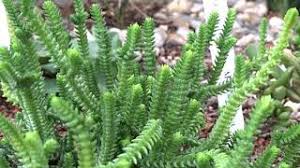 Image result for Crassula schimperi