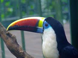 For example, birds live in the canopy (upper leaves of the trees) and in the emergents. Animals That Live In The Canopy Layer Of The Rainforest