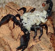 Emperor Scorpion Biggest Scorpion Species In The World With An Average Length Of 8 Inches 20 Cm The Emperor Scorpi Cool Insects Scorpion Scary Bugs