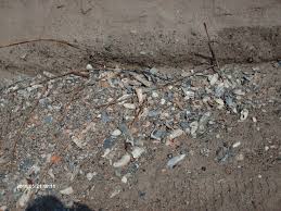 Why are there no complete shark fossils? The Edisto Beach Fossil Site Georgiabeforepeople