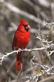 Small Birds That Look Like Cardinals M F Northern Cardinals Photo This Photo Was Uploaded By Kaleidokitten Find Other M F Northern Cardinals Pictures And Photos O Cardinal Birds Birds Red Birds