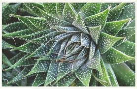 The aloe plant will not bloom in any season other than spring, so don't try to force it to bloom during the summer, fall, or winter. Aloe Vera Plant Care Guide Growing Info Tips Proflowers Blog