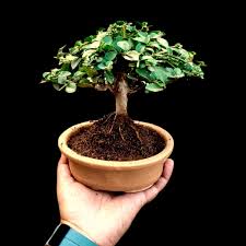 Image result for Premna hans-joachimii