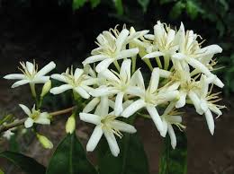 Image result for Coffea salvatrix