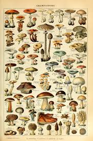 Free Mushroom Charts And Mushroom Illustrations To Print