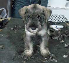 * schnauzer puppy news *. Researchbreeder Com Find Standard Schnauzer Puppies