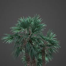 Native to southwestern asia, from the southeast of the arabian peninsula east through iran and afghanistan to pakistan and northwestern india, growing in dry areas at altitudes of up to 1600 m. 3d 2021 Mazari Palm Collection Nannorrhops Ritchiana
