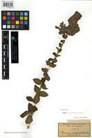 Image result for Tinnea antiscorbutica