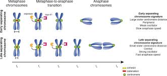 Solutions for chapter 14problem 5q: The Dynamics Of Centromere Motion Through The Metaphase To Anaphase Transition Reveal A Centromere Separation Order Biorxiv