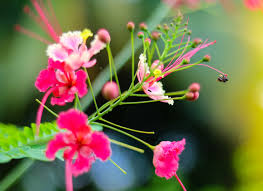 They're specially planted for a number of reasons, such as helping pollination and therefore benefitting the diverse insect and birdlife around. Free Photo Beauty Of Nature Beauty Jungle Tree Free Download Jooinn