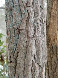 Enter your zip & find pros fast! Maryland Biodiversity Project Sassafras Sassafras Albidum