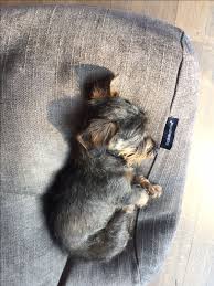Pin By Floyda78 On Jamnik Dachshunds Jamnik Zwierzeta