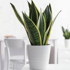 Some plants may or may not be in stages of flowering upon arrival. 15 Best Bedroom Plants Plants For Bedroom That Clean Air