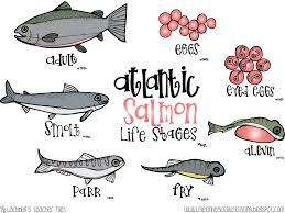 They mainly live in riverbanks. Salmon Life Cycle Poster Worksheets Fish Life Cycle Animal Life Cycles Life Cycles