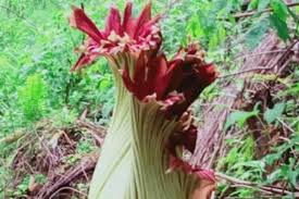 Sedangan bunga rafflesia, merupakan bunga raksasa yang tidak menjulang tinggi, melainkan melebar ke samping. Bunga Bangkai Raksasa Mekar Rakyat Aceh